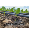 کاربرد آبیاری نواری در زراعت لوبیا
