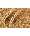 مشارکت در معرفی گندم نان رقم حیدری (C-85-3)
