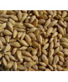 مشارکت در معرفی جو رقم جلگه (CB-83-17)