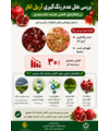 بررسی علل عدم رنگ گیری آریل انار