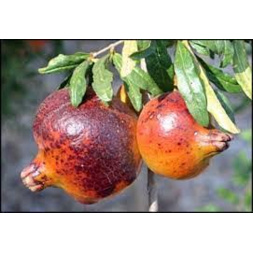 دستورالعمل فنی کنترل عارضه آفتاب سوختگی شاخه و میوه درختان انار