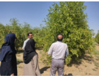 بازدید فنی از باغ۲۵۰ هکتاری پسته، عناب و انار آقای نظری در شهرستان ساوه