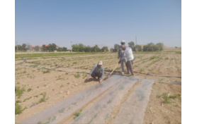 اجرای پروژه امکان‌سنجی فنی کاربرد خاک‌پوش پلاستیکی و آبیاری قطره‌ای زیرسطحی بر عملکرد و بهره‌وری آب لوبیا چیتی