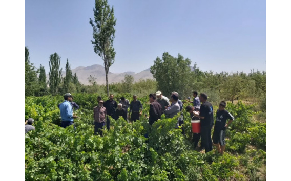 برگزاری روز انتقال یافته‌های مبارزه با آفات و تغذیه باغات انگور در بخش زالیان شازند