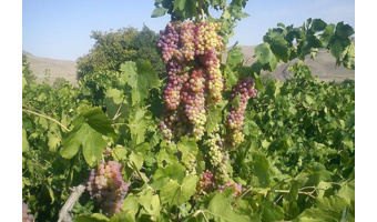 معرفی رقم انگور سازگار در منطقه با عملکرد ۳.۵ برابری در تولید محصول