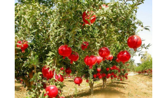 اصلاح باغات انار ساوه نیازمند احداث باغ مادری