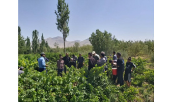 برگزاری روز انتقال یافته‌های مبارزه با آفات و تغذیه باغات انگور در بخش زالیان شازند