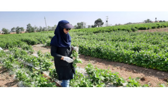 بازدید از پروژه امکان‌سنجی فنی کاربرد خاک‌پوش پلاستیکی و آبیاری قطره‌ای زیرسطحی بر عملکرد و بهره‌وری آب لوبیا چیتی
