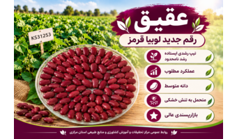 عقیق؛ رقم جدید لوبیا قرمز برای افزایش تولید و بهبود بهره‌وری آب
