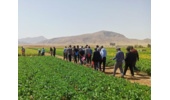 پردیس تحقیقات و آموزش لوبیای خمین میزبان کشاورزان لوبیاکار استان در روز انتقال یافته های تحقیقاتی لوبیا