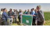 روز مزرعه چغندر قند در روستای قاسم آباد شهرستان خنداب