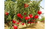 اصلاح باغات انار ساوه نیازمند احداث باغ مادری