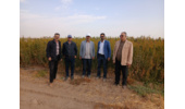 بازدید کمیته فنی نهال استان مرکزی از نهالستانهای شهرستان ساوه