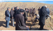 برگزاری دوره آموزشی مدیریت جوانسازی درختان میوه در روستای نقوسان شهرستان تفرش