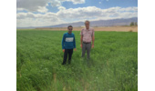 بازدید کارشناس مسئول واحد ثبت و گواهی بذر و نهال استان مرکزی از مزارع بذری گندم شرکت اتحادیه تعاونی روستایی شهرستان ساوه