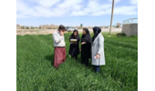 بازدید از مزارع تولید بذر گندم و جو اتحادیه شرکت های تعاونی روستایی آفتاب اراک