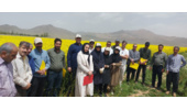 برگزاری روز مزرعه کلزا در روستای ایجان شهرستان خنداب با تاکید بر مصرف بهینه آب