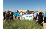 انتقال یافته های تحقیقاتی با عنوان آشنایی با ارقام جدید گندم و جو