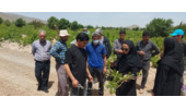 پایش و بازدید از باغات انگور روستای قشلاق دیناری شهرستان خنداب