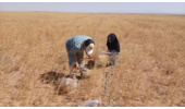 برداشت محصول کاملینا از پایلوت آزمایش کشت مستقیم کاملینا در روستای تاج آباد شهرستان آشتیان