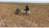 عملیات پایش و ارزیابی جمعیت آفات، بیماریها و علف‌های هرز مزرعه گندم دیم در روستای نجف‌آباد آشتیان