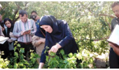برگزاری کارگاه عملی دوره هرس، پیوند و سرشاخه‌کاری در روستای مرزیجران اراک