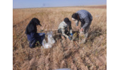عملیات پایش و ارزیابی جمعیت بیماریها و علفهای هرز مزرعه گندم دیم در روستای نجفآباد آشتیان