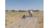 اجرای پروژه امکان‌سنجی فنی کاربرد خاک‌پوش پلاستیکی و آبیاری قطره‌ای زیرسطحی بر عملکرد و بهره‌وری آب لوبیا چیتی