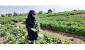 بازدید از پروژه امکانسنجی فنی کاربرد خاکپوش پلاستیکی و آبیاری قطرهای زیرسطحی بر عملکرد و بهرهوری آب لوبیا چیتی
