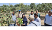 بازدید تیم تخصصی پژوهشکده پسته کشور از باغات پسته ساوه برای بررسی عارضه سوختگی برگ‌ها