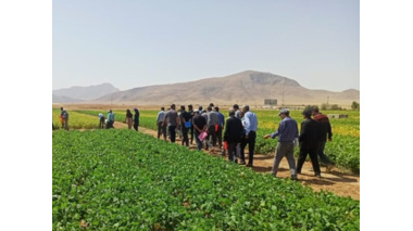پردیس تحقیقات و آموزش لوبیای خمین میزبان کشاورزان لوبیاکار استان در روز انتقال یافته های تحقیقاتی لوبیا