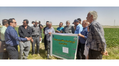 روز مزرعه چغندر قند در روستای قاسم آباد شهرستان خنداب