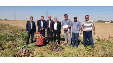 بازدید از پروژه تهیه وارزیابی فامیل‌های نیمه خواهری چغندر لبویی در ایستگاه تحقیقات کشاورزی اراک