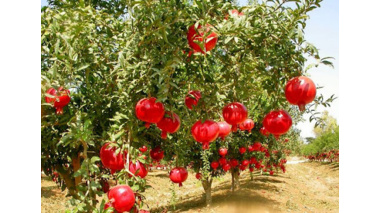 اصلاح باغات انار ساوه نیازمند احداث باغ مادری