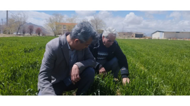 بازدید سرپرست مرکز از مزارع تولید بذر پردیس تحقیقات و آموزش لوبیای خمین