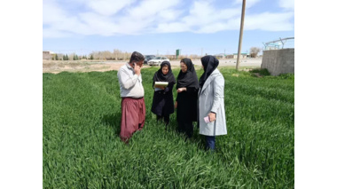 بازدید از مزارع تولید بذر گندم و جو اتحادیه شرکت های تعاونی روستایی آفتاب اراک