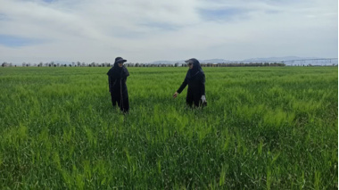 پایش مزارع تولید بذر گندم و جو ایستگاه تحقیقات کشاورزی اراک