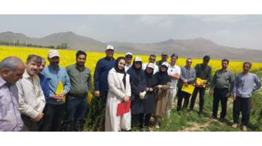 برگزاری روز مزرعه کلزا در روستای ایجان شهرستان خنداب با تاکید بر مصرف بهینه آب