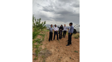 بازدید رئیس مؤسسه تحقیقات علوم باغبانی از باغ ۸۰ هکتاری بادام دیم در روستای فرج‌آباد شهرستان خمین