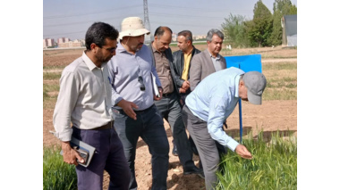 بازدید رئیس موسسه تحقیقات ثبت و گواهی بذر و نهال از مزارع تولید بذر ایستگاه تحقیقات کشاورزی اراک