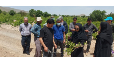 پایش و بازدید از باغات انگور روستای قشلاق دیناری شهرستان خنداب