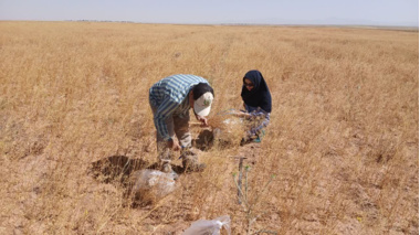 برداشت محصول کاملینا از پایلوت آزمایش کشت مستقیم کاملینا در روستای تاج آباد شهرستان آشتیان