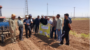نمایش عملی کشت حفاظتی و کشت روی بسترهای بلند لوبیا در روز مزرعه خمین