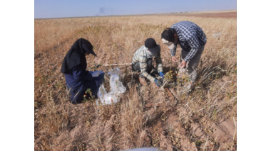 عملیات پایش و ارزیابی جمعیت بیماریها و علف‌های هرز مزرعه گندم دیم در روستای نجف‌آباد آشتیان