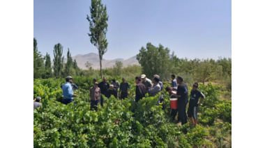 برگزاری روز انتقال یافته‌های مبارزه با آفات و تغذیه باغات انگور در بخش زالیان شازند