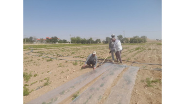 اجرای پروژه امکان‌سنجی فنی کاربرد خاک‌پوش پلاستیکی و آبیاری قطره‌ای زیرسطحی بر عملکرد و بهره‌وری آب لوبیا چیتی