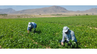 انجام عملیات مخلوط کشی و خالص سازی ارقام و لاین های امیدبخش لوبیا در پردیس تحقیقات و آموزش لوبیا خمین