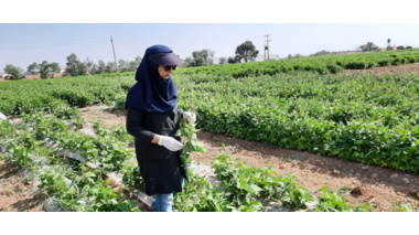بازدید از پروژه امکان‌سنجی فنی کاربرد خاک‌پوش پلاستیکی و آبیاری قطره‌ای زیرسطحی بر عملکرد و بهره‌وری آب لوبیا چیتی
