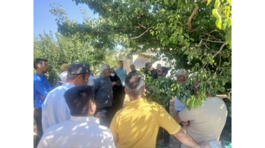 برگزاری کارگاه عملی  دوره هرس، پیوند و سرشاخه‌کاری در روستای بازنه شهرستان شازند