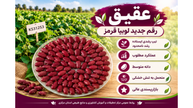 عقیق؛ رقم جدید لوبیا قرمز با عملکرد بالا و متحمل به تنش خشکی